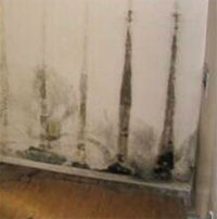 Philadelphia Mold Remediation